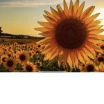 Sunflower group anyone can join!