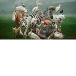 Animali da salvare
