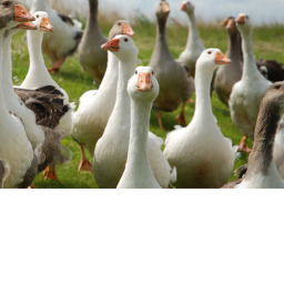 Goose hang out!