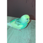 Bird Fan Group :)