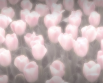 _H4NZ4H_