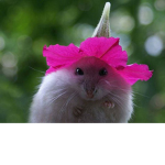 Hamster girl:)
