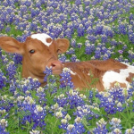 Cowerss