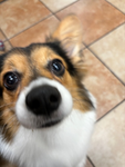 Corgi2023