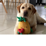 Dogs and puppies and poodles