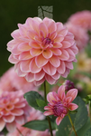 dahlias! <33