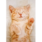 gabbi's kitty's