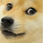 Squad doge