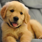 The Golden Dog house