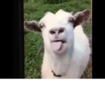 Has ine lol