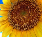 sunflower for life s squad
