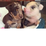 puppies and pigs