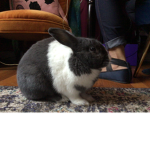 Bunny family!!!!!!!
