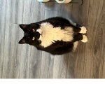 Cutie cats group 2017