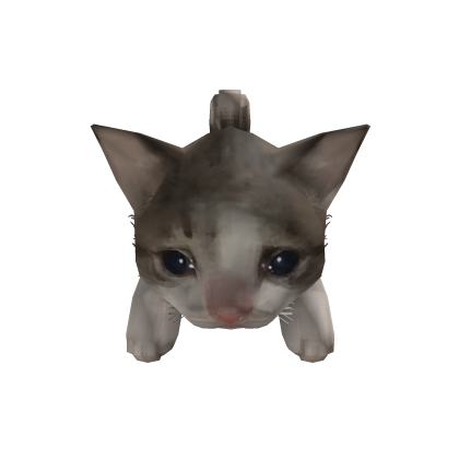 crying cat cute kitten on your head meme kawaii