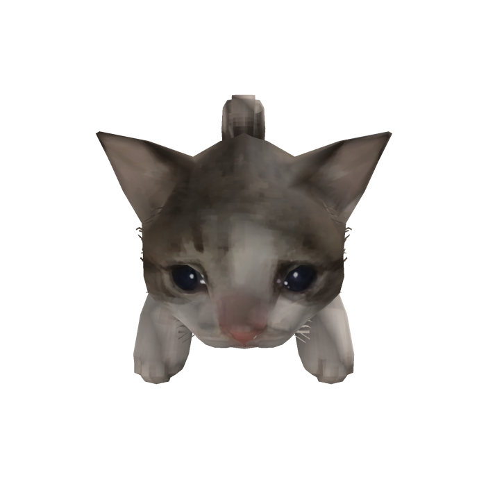crying cat cute kitten on your head meme kawaii