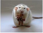Vivisection