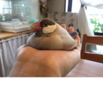 Da birdie