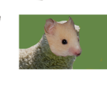 usafreee_yt