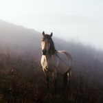 Creeek Flower horse academy