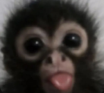 The aesthetic monkey's