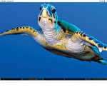 The Society Of The Turtles