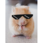 Hampter Chad epic #### ####### gang