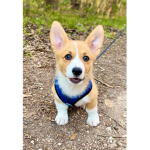 THE...............CORGI!!!!!