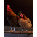 ChickenPower!!