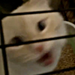 osphon