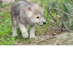 #Wolf Club