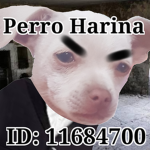 Perros Harina <3