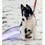 Mermaid Pups