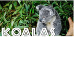 ~Koala squad!!~