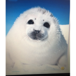 Seal puppy’s rule