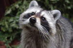 Find The Raccoons
