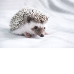 ~+Tiny Animals+~