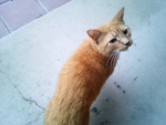 My cats official group