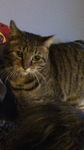 Rip my cat Aggie