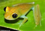 the frog clan