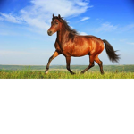 Baby horse