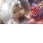pigeonbear donate