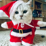 Official Cat Army.