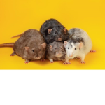 ~{The Royal Rats}~