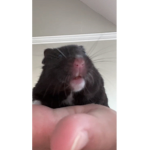 Hammi
