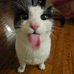 CATS CATZ CAT$