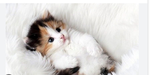 Baby kittenss