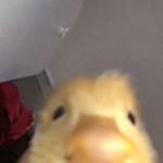randomdomdomd