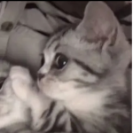 loveliesz group
