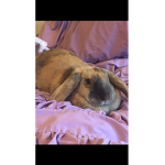 #Sweet Bunnies squad